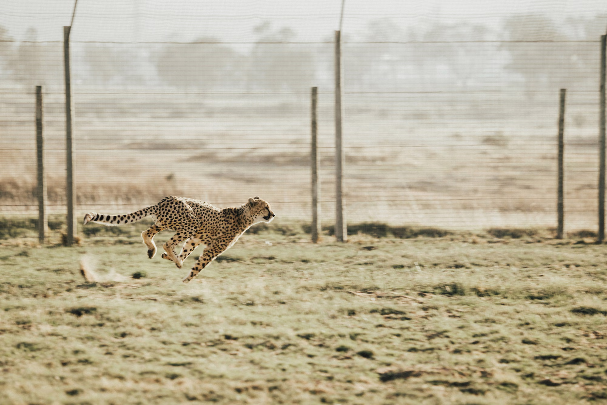 Switching from Babel to SWC: Balancing performance with modern tools and legacy code